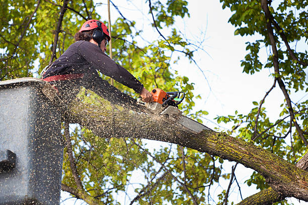 Trusted Melrose, MN Tree Services Experts